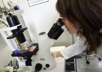 MEDICINA: DA STAMINALI CAPELLI COLTIVATI IN VITRO PER CALVI